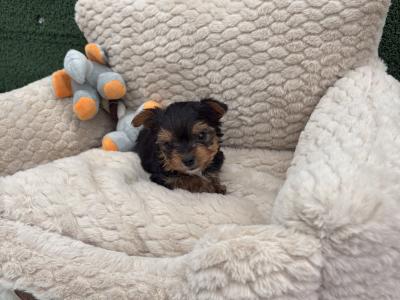 The Heart Throb ❤️ T Cup female Yorkshire Terrier puppy in Wexford