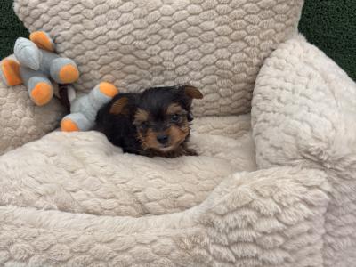 The Heart Throb ❤️ T Cup female Yorkshire Terrier puppy in Wexford