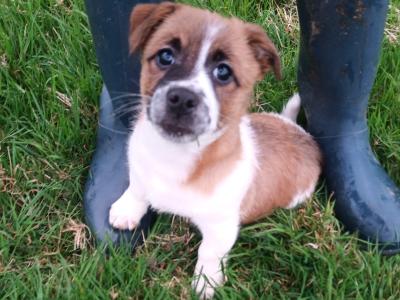 Jack Russell puppies in Cork