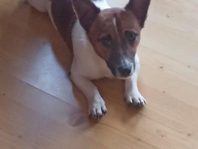 Jack Russell puppies in Cork