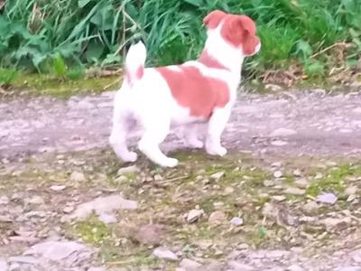Jack Russell puppies in Cork