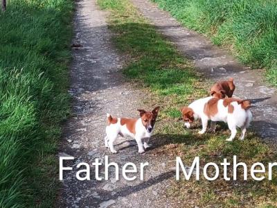 Jack Russell puppies in Cork