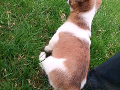 Jack Russell puppies in Cork