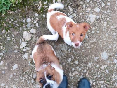 Jack Russell puppies in Cork