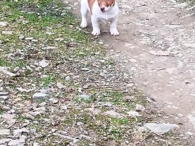 Jack Russell puppies in Cork