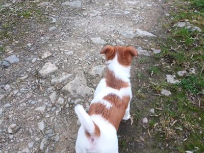 Jack Russell puppies in Cork
