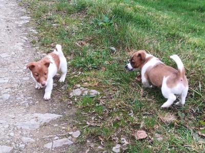 Jack Russell puppies in Cork