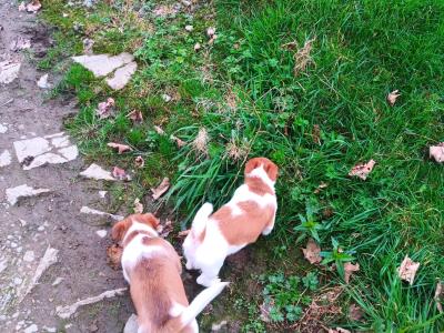 Jack Russell puppies in Cork