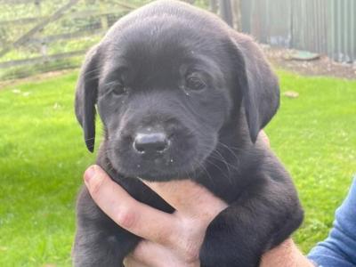 Quality old Style Labrador puppies in Offaly