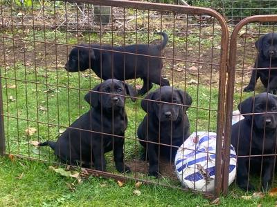 Quality old Style Labrador puppies in Offaly