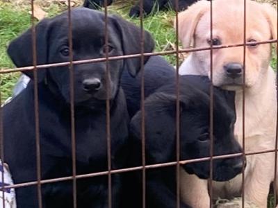 Quality old Style Labrador puppies in Offaly