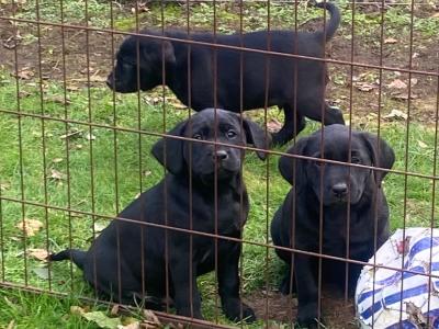 Quality old Style Labrador puppies in Offaly