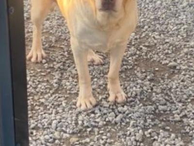 Quality old Style Labrador puppies in Offaly
