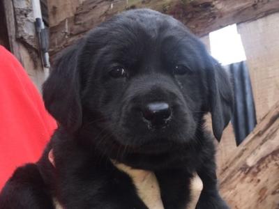 Quality old Style Labrador puppies in Offaly