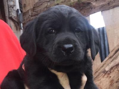 1 female left top quality old style Labrador puppy in Offaly