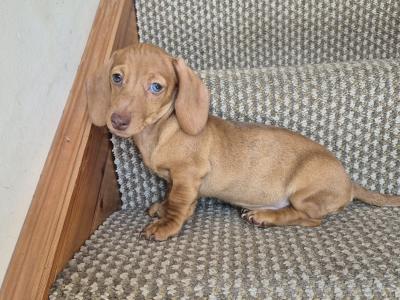Beautiful miniature female Dachshund puppy in Mayo