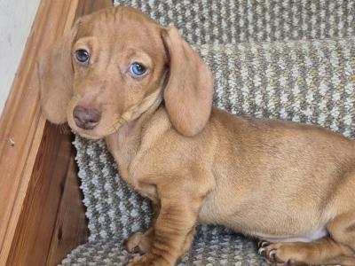Beautiful miniature female Dachshund puppy in Mayo
