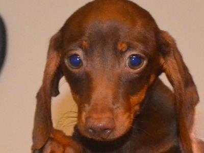 Beautiful miniature female Dachshund puppy in Mayo