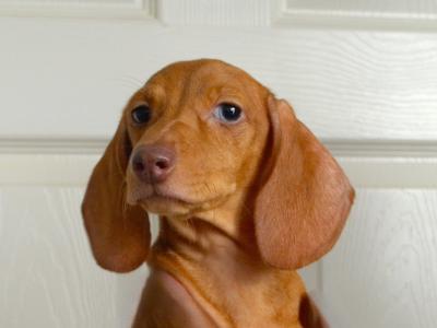 Beautiful miniature female Dachshund puppy in Mayo