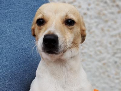 Terrier puppies in Meath looking for a Forever home