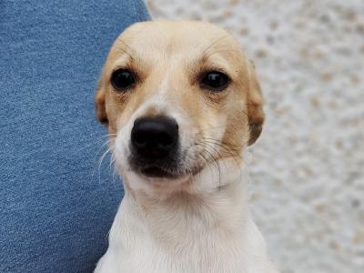 Terrier puppies in Meath looking for a Forever home
