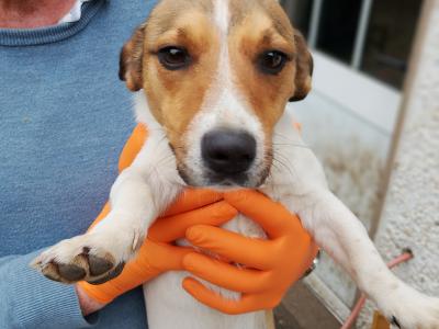 Terrier puppies in Meath looking for a Forever home