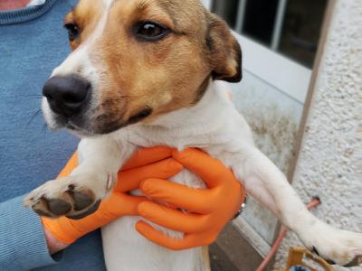 Terrier puppies in Meath looking for a Forever home