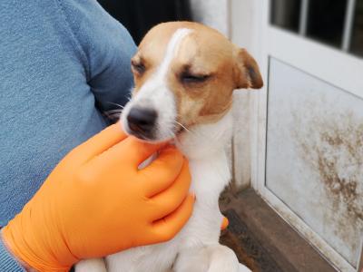 Terrier puppies in Meath looking for a Forever home