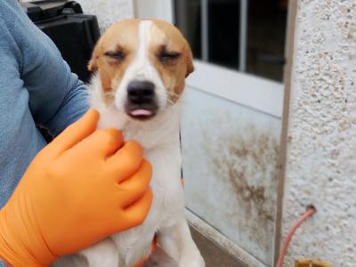 Terrier puppies in Meath looking for a Forever home