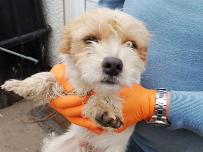 Jack Russell X puppies in Meath