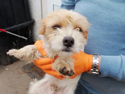 Terrier puppies in Meath looking for a Forever home