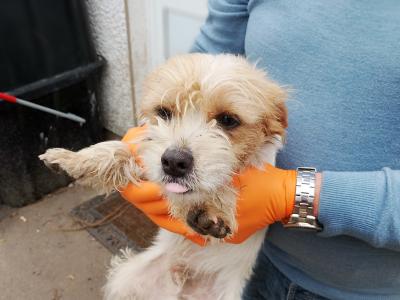 Terrier puppies in Meath looking for a Forever home
