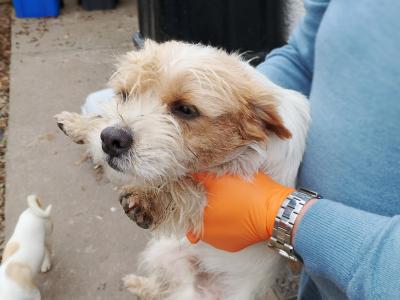 Terrier puppies in Meath looking for a Forever home