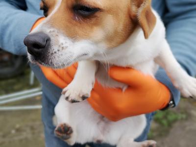 Terrier puppies in Meath looking for a Forever home