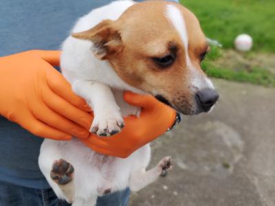 Terrier puppies in Meath looking for a Forever home