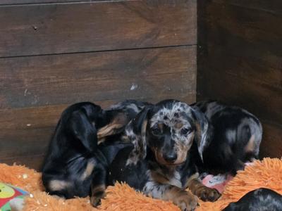 Miniature Smooth-haired Dachshund puppies in Tipperary