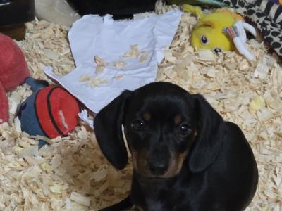 Miniature Smooth-haired Dachshund puppies in Tipperary