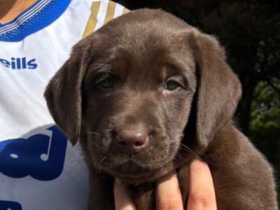 IKC Registered(pending) Purebred Chocolate Labrador puppies in Clare