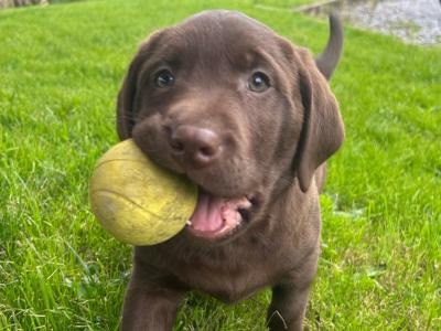 IKC Registered(pending) Purebred Chocolate Labrador puppies in Clare