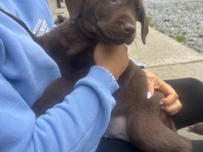 IKC Registered(pending) Purebred Chocolate Labrador puppies in Clare