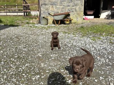 IKC Registered(pending) Purebred Chocolate Labrador puppies in Clare