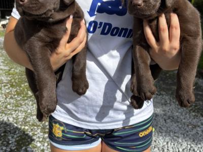 IKC Registered(pending) Purebred Chocolate Labrador puppies in Clare
