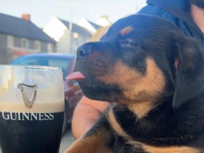 Gorgeous Rottweiler puppies in Wexford