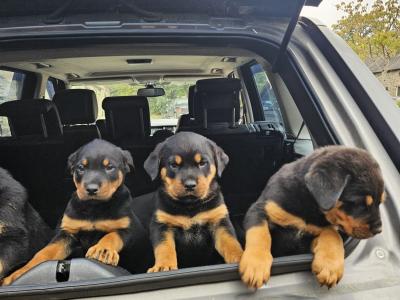 Gorgeous Rottweiler puppies in Wexford