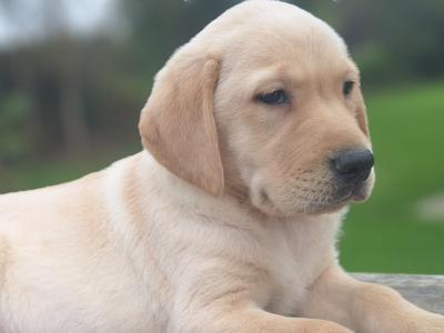 Labrador puppies in Carlow