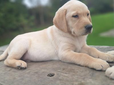 Labrador puppies in Carlow