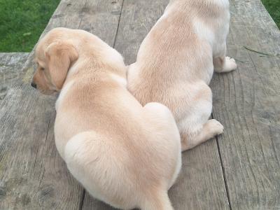 Labrador puppies in Carlow