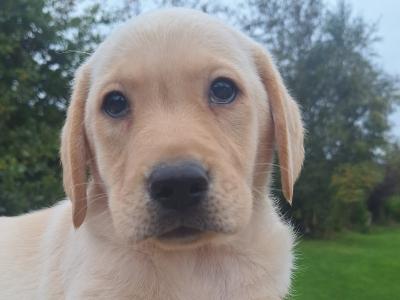Labrador puppies in Carlow