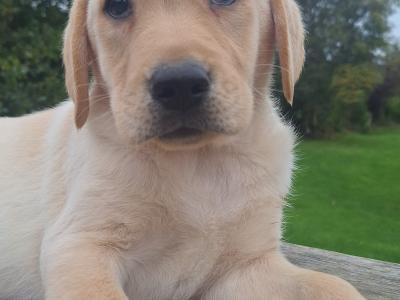 Labrador puppies in Carlow