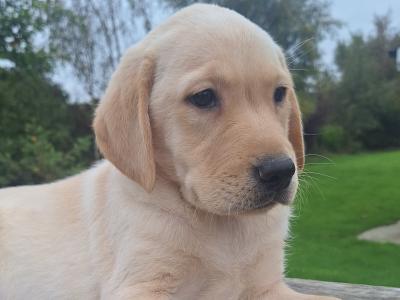 Labrador puppies in Carlow